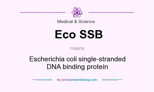 What does Eco SSB mean? It stands for Escherichia coli single-stranded DNA binding protein