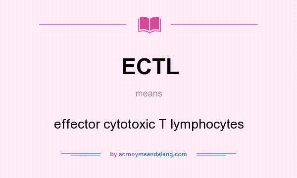 What does ECTL mean? It stands for effector cytotoxic T lymphocytes