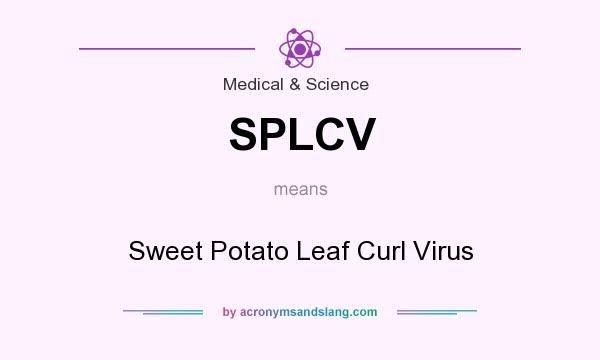 What does SPLCV mean? It stands for Sweet Potato Leaf Curl Virus