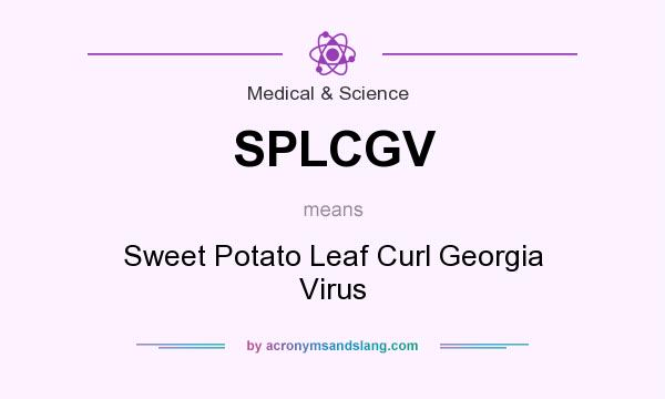 What does SPLCGV mean? It stands for Sweet Potato Leaf Curl Georgia Virus