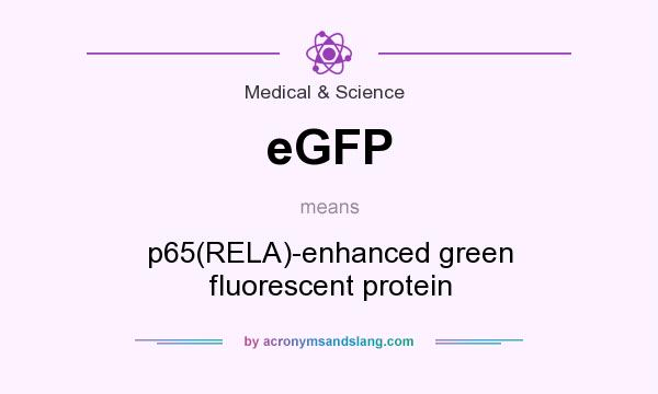 What does eGFP mean? It stands for p65(RELA)-enhanced green fluorescent protein