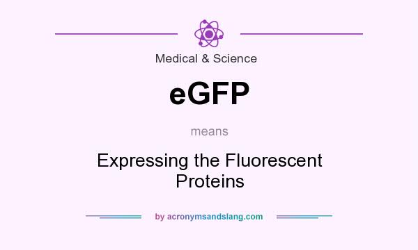 What does eGFP mean? It stands for Expressing the Fluorescent Proteins