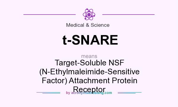What does t-SNARE mean? It stands for Target-Soluble NSF (N-Ethylmaleimide-Sensitive Factor) Attachment Protein Receptor