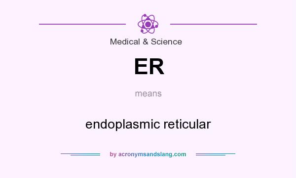 What does ER mean? It stands for endoplasmic reticular