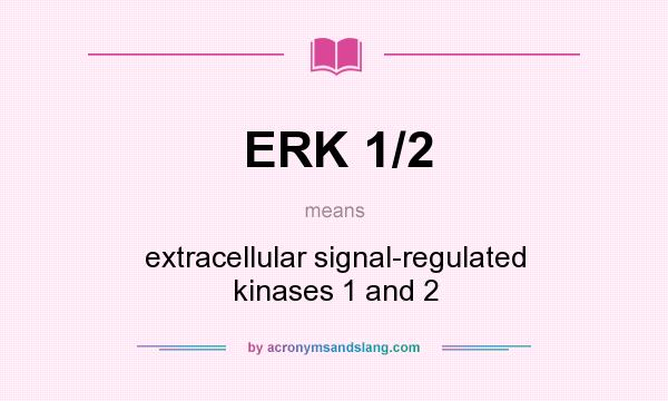 What does ERK 1/2 mean? It stands for extracellular signal-regulated kinases 1 and 2