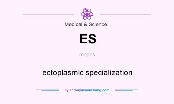 What does ES mean? It stands for ectoplasmic specialization