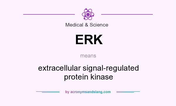 What does ERK mean? It stands for extracellular signal-regulated protein kinase