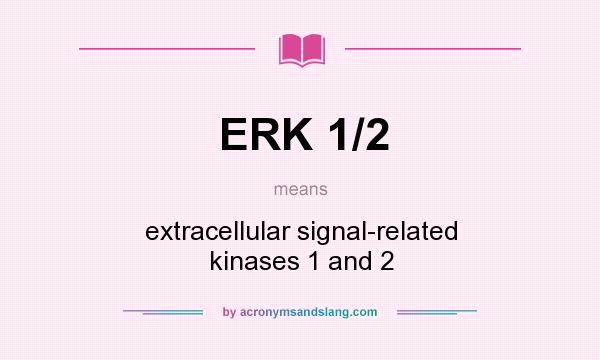 What does ERK 1/2 mean? It stands for extracellular signal-related kinases 1 and 2