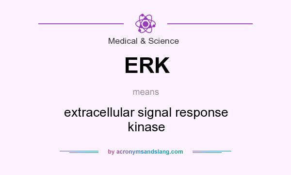 What does ERK mean? It stands for extracellular signal response kinase
