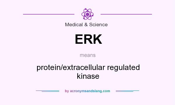 What does ERK mean? It stands for protein/extracellular regulated kinase