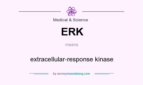 What does ERK mean? It stands for extracellular-response kinase