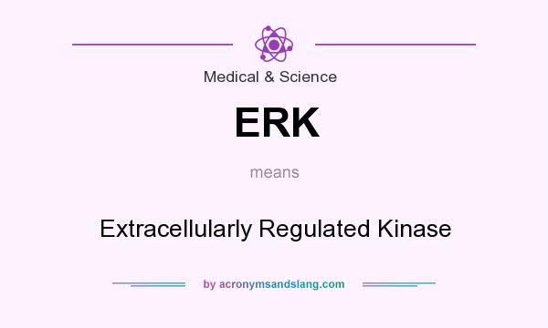 What does ERK mean? It stands for Extracellularly Regulated Kinase