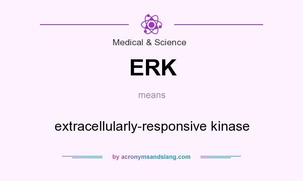 What does ERK mean? It stands for extracellularly-responsive kinase