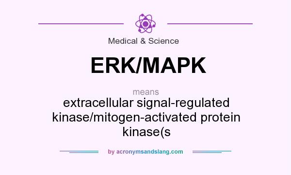 What does ERK/MAPK mean? It stands for extracellular signal-regulated kinase/mitogen-activated protein kinase(s