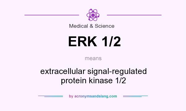 What does ERK 1/2 mean? It stands for extracellular signal-regulated protein kinase 1/2