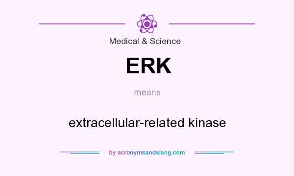 What does ERK mean? It stands for extracellular-related kinase