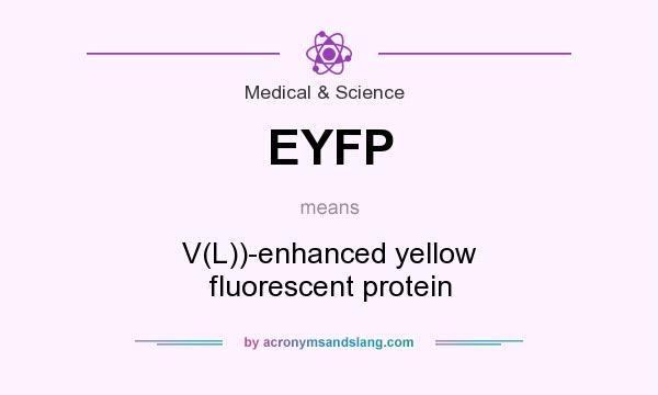 What does EYFP mean? It stands for V(L))-enhanced yellow fluorescent protein
