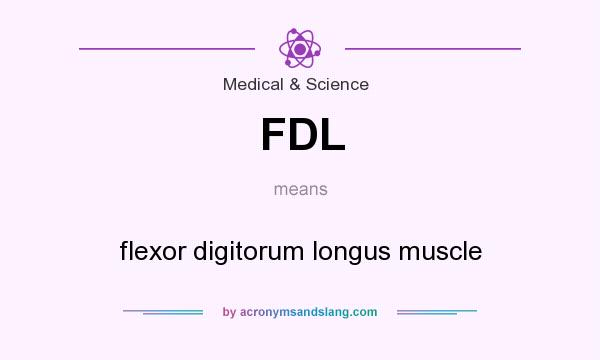 What does FDL mean? It stands for flexor digitorum longus muscle