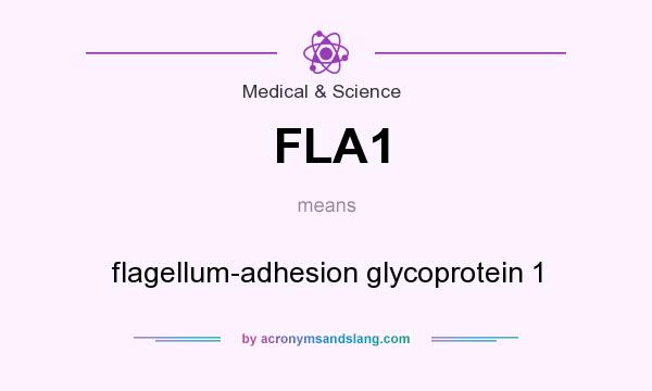 What does FLA1 mean? It stands for flagellum-adhesion glycoprotein 1