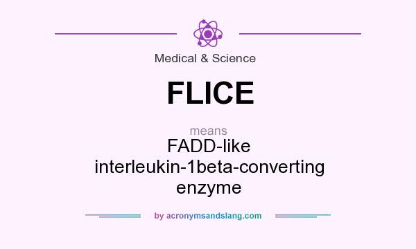 What does FLICE mean? It stands for FADD-like interleukin-1beta-converting enzyme
