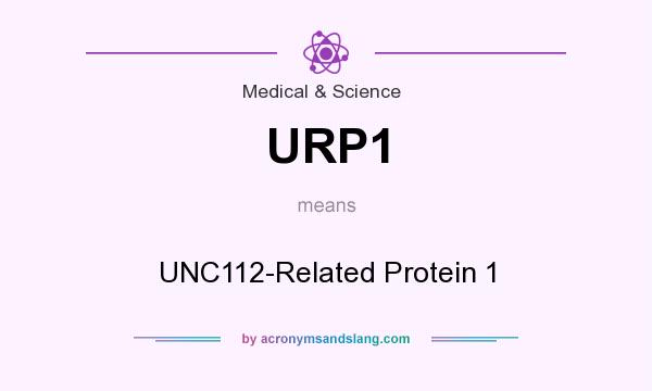 What does URP1 mean? It stands for UNC112-Related Protein 1