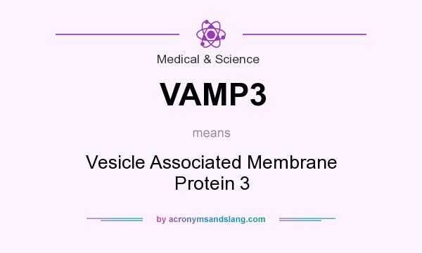 What does VAMP3 mean? It stands for Vesicle Associated Membrane Protein 3