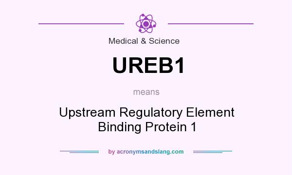 What does UREB1 mean? It stands for Upstream Regulatory Element Binding Protein 1