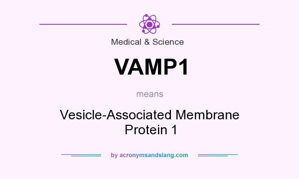 What does VAMP1 mean? It stands for Vesicle-Associated Membrane Protein 1