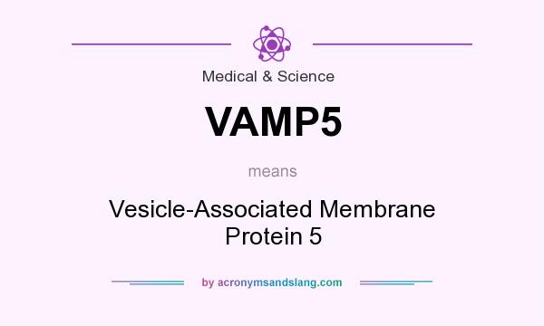 What does VAMP5 mean? It stands for Vesicle-Associated Membrane Protein 5