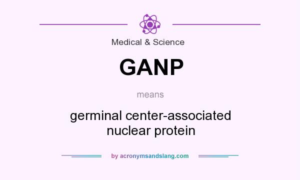 What does GANP mean? It stands for germinal center-associated nuclear protein
