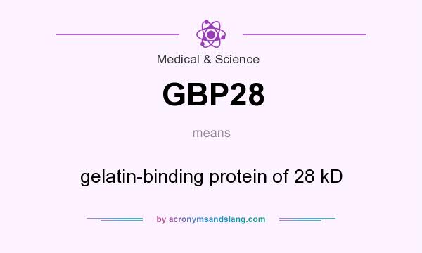 What does GBP28 mean? It stands for gelatin-binding protein of 28 kD