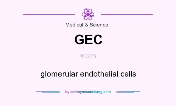 What does GEC mean? It stands for glomerular endothelial cells