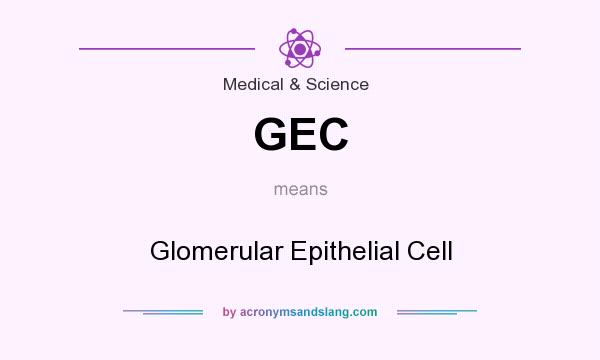 What does GEC mean? It stands for Glomerular Epithelial Cell