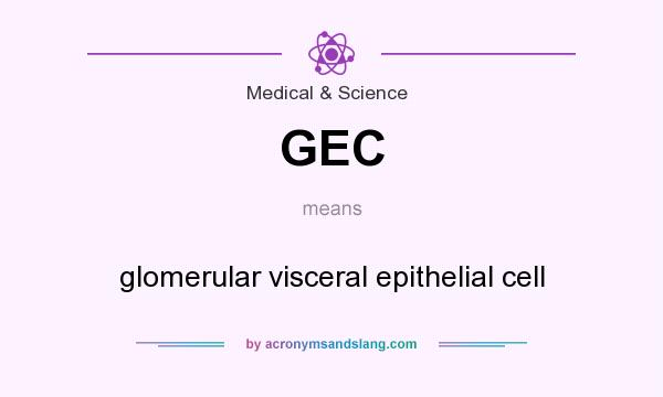 What does GEC mean? It stands for glomerular visceral epithelial cell