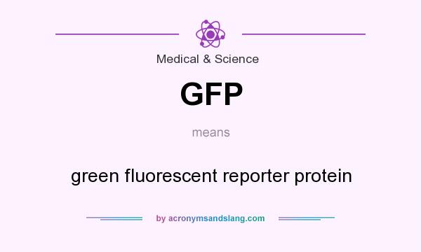 What does GFP mean? It stands for green fluorescent reporter protein