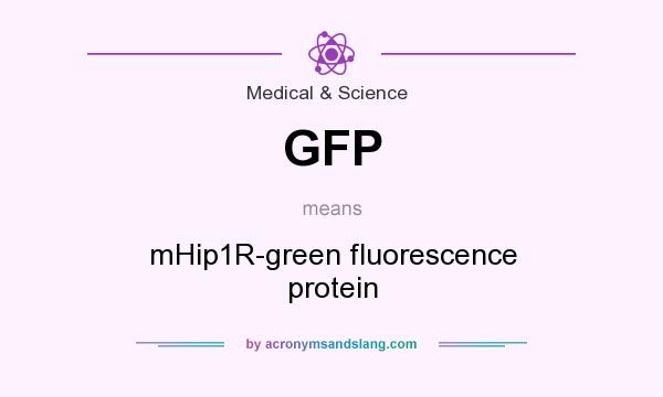 What does GFP mean? It stands for mHip1R-green fluorescence protein