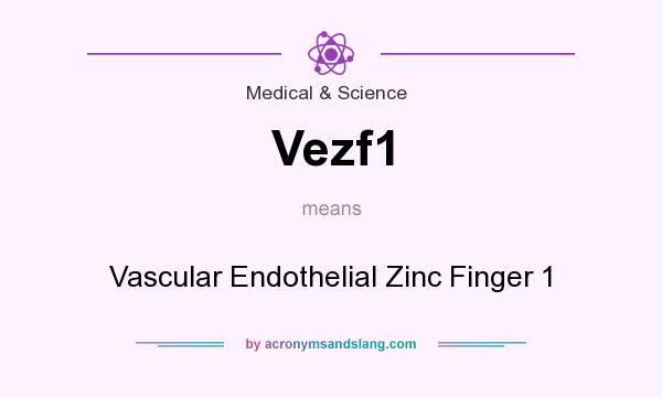 What does Vezf1 mean? It stands for Vascular Endothelial Zinc Finger 1