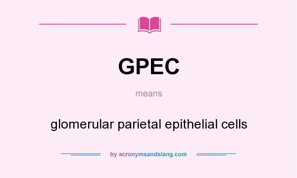 What does GPEC mean? It stands for glomerular parietal epithelial cells