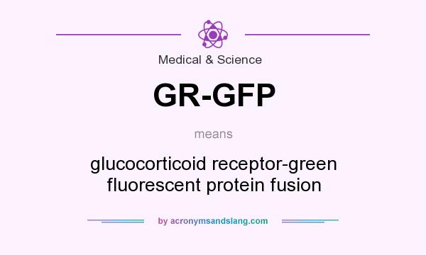 What does GR-GFP mean? It stands for glucocorticoid receptor-green fluorescent protein fusion