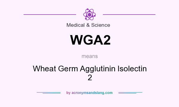 What does WGA2 mean? It stands for Wheat Germ Agglutinin Isolectin 2