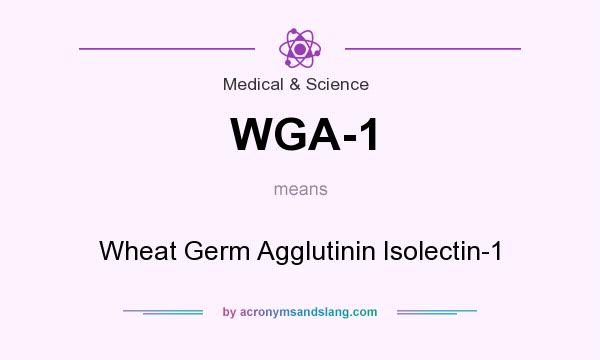 What does WGA-1 mean? It stands for Wheat Germ Agglutinin Isolectin-1