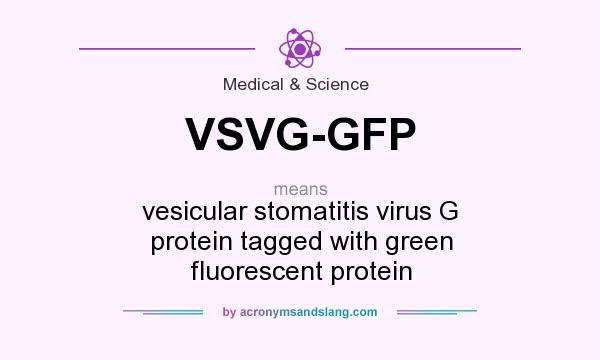 What does VSVG-GFP mean? It stands for vesicular stomatitis virus G protein tagged with green fluorescent protein