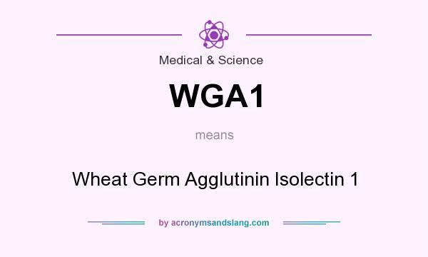 What does WGA1 mean? It stands for Wheat Germ Agglutinin Isolectin 1