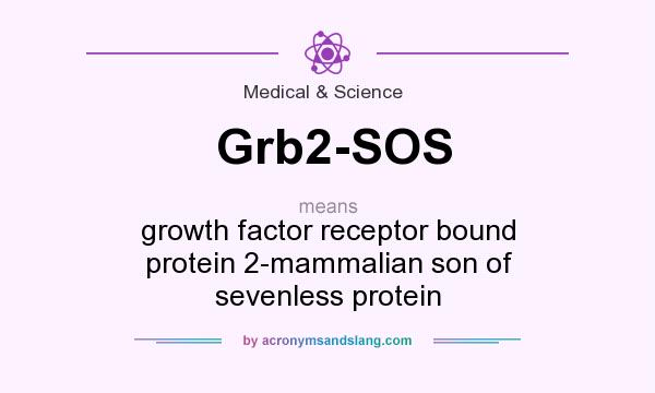 What does Grb2-SOS mean? It stands for growth factor receptor bound protein 2-mammalian son of sevenless protein