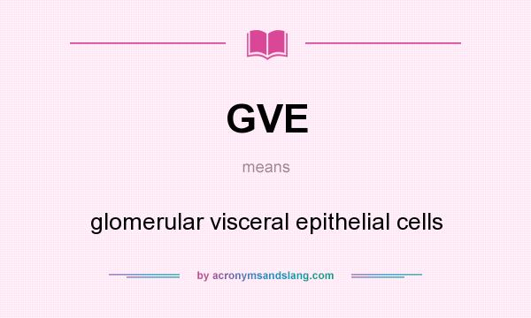 What does GVE mean? It stands for glomerular visceral epithelial cells