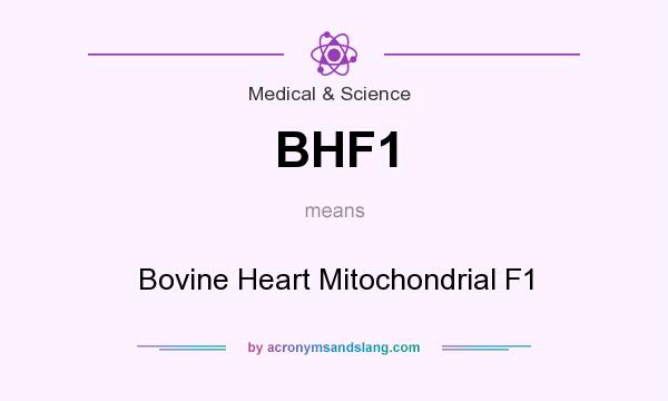 What does BHF1 mean? It stands for Bovine Heart Mitochondrial F1