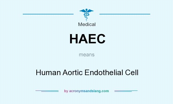 What does HAEC mean? It stands for Human Aortic Endothelial Cell