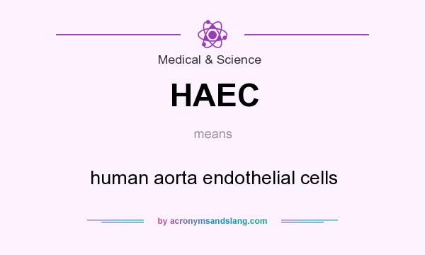 What does HAEC mean? It stands for human aorta endothelial cells