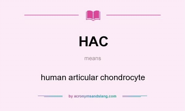 What does HAC mean? It stands for human articular chondrocyte