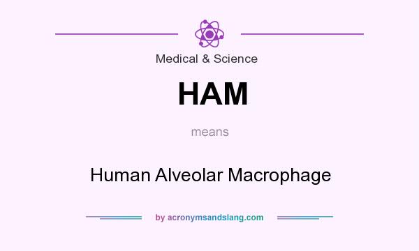 What does HAM mean? It stands for Human Alveolar Macrophage